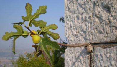 smokva_u_zidu_Fig_in_the_wall_stone